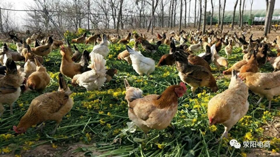 硒锌补剂推荐（补锌硒的药哪个牌子好）-硒宝网