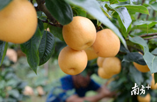 广东要补硒吗（硒片补硒）-硒宝网