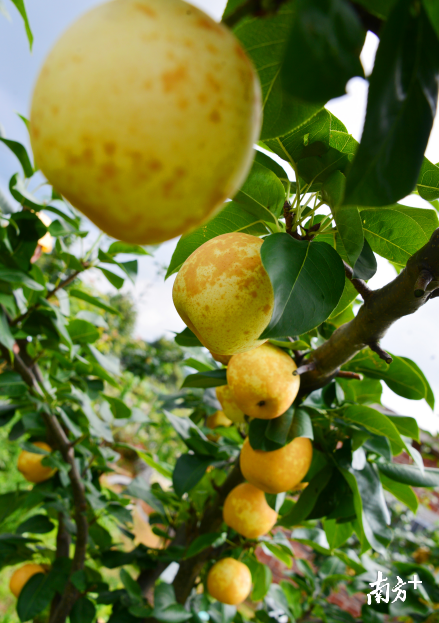 广东要补硒吗（硒片补硒）-硒宝网