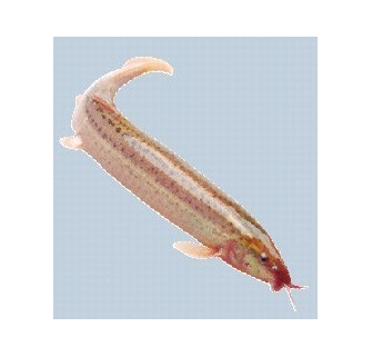 硒用啥办法补（硒用啥办法补）-硒宝网