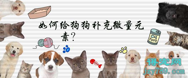 狗狗用补硒吗（狗狗缺硒）-硒宝网