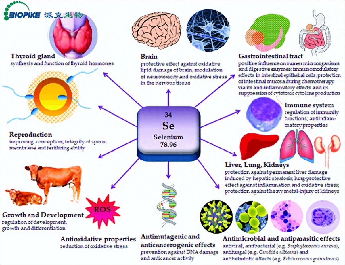 补硒数量表格(表格数量不够如何添加)-硒宝网