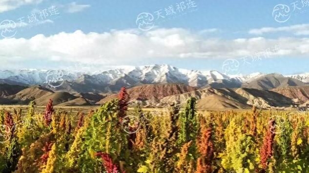 吃啥补硒最好(补充硒后身体会有哪些反应)-硒宝网