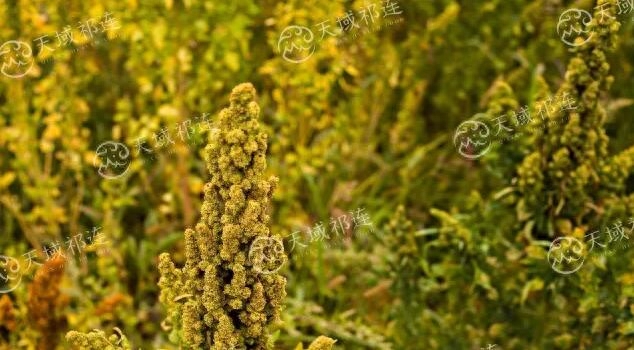 吃啥补硒最好(补充硒后身体会有哪些反应)-硒宝网