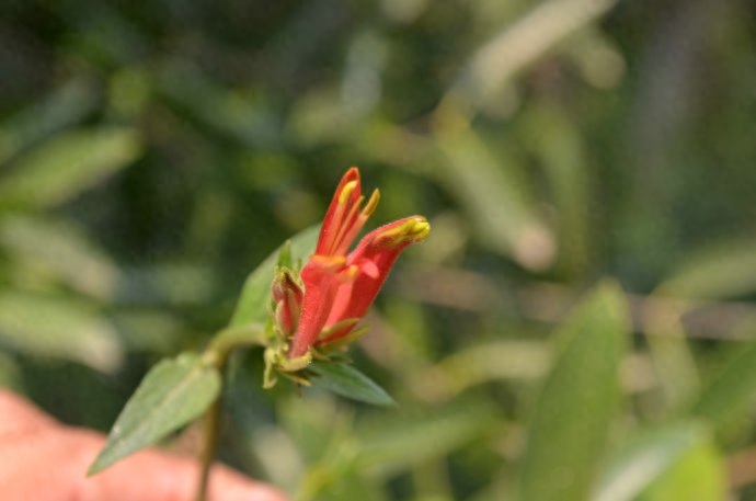 男士要补硒吗（男士要补硒吗）-硒宝网