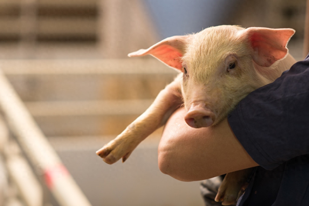 怎么给猪补硒（猪补硒中毒怎么办）-硒宝网