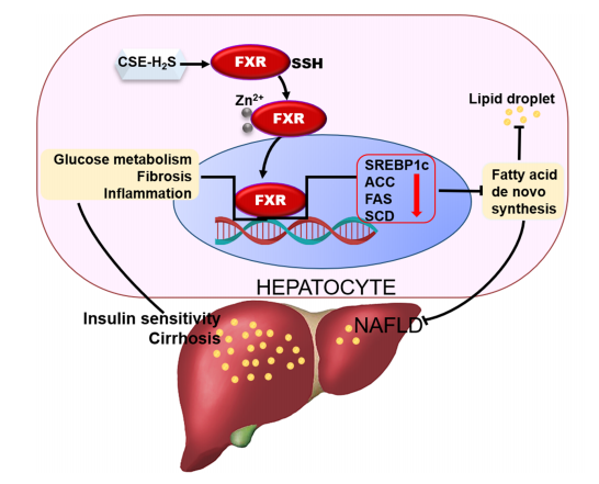 动脉硬化补硒（硬化动脉补硒有用吗）-硒宝网