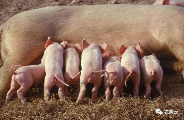 怎么给猪补硒（猪补硒有什么好处）-硒宝网