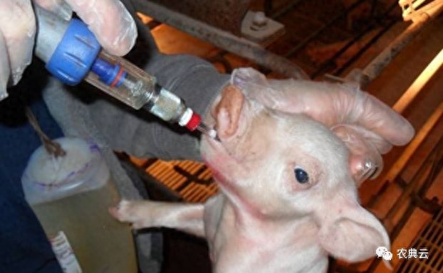 怎么给猪补硒（猪补硒有什么好处）-硒宝网