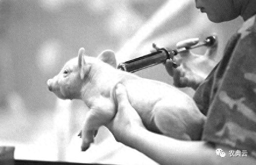 怎么给猪补硒（猪补硒有什么好处）-硒宝网