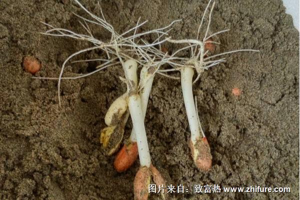 补硒后变白了(补硒后的调整反应正常吗)-硒宝网