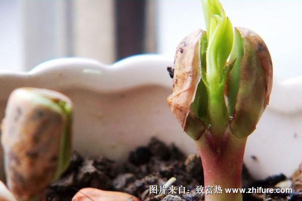 补硒后变白了(补硒后的调整反应正常吗)-硒宝网