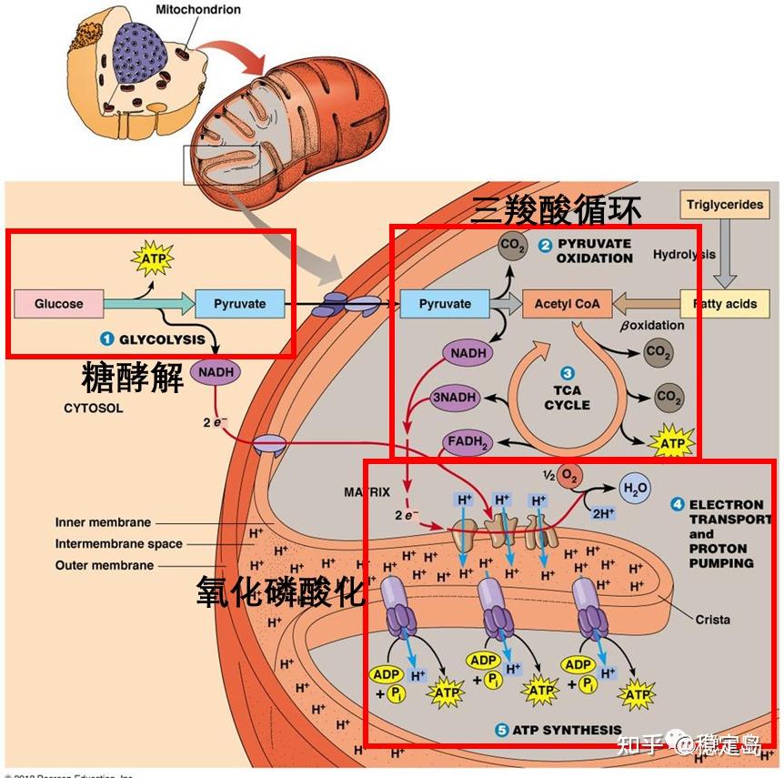 补硒降低心梗(补降低心梗硒的药物)-硒宝网