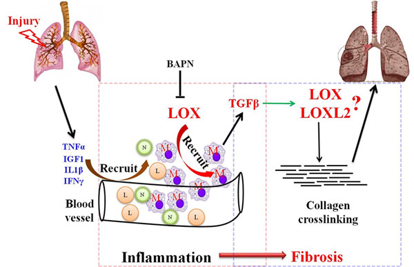 补硒降低心梗(补降低心梗硒的药物)-硒宝网