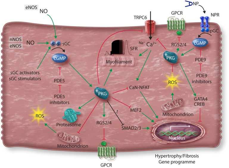 补硒降低心梗(补降低心梗硒的药物)-硒宝网