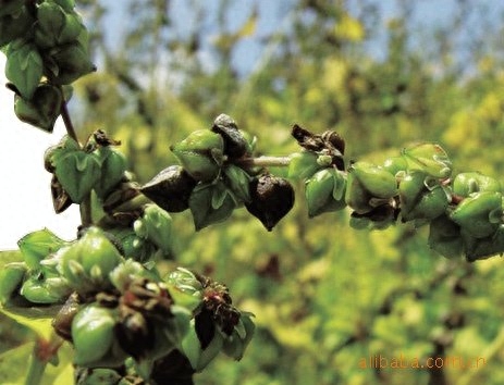 补硒皮肤过敏（硒对过敏体质有什么作用）-硒宝网