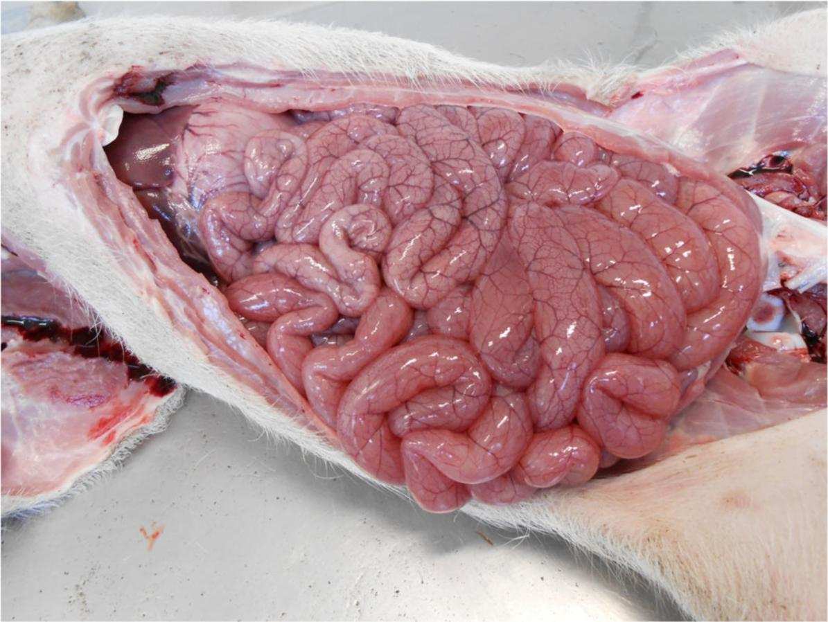 新生仔猪补硒(仔猪补硒用什么药)-硒宝网