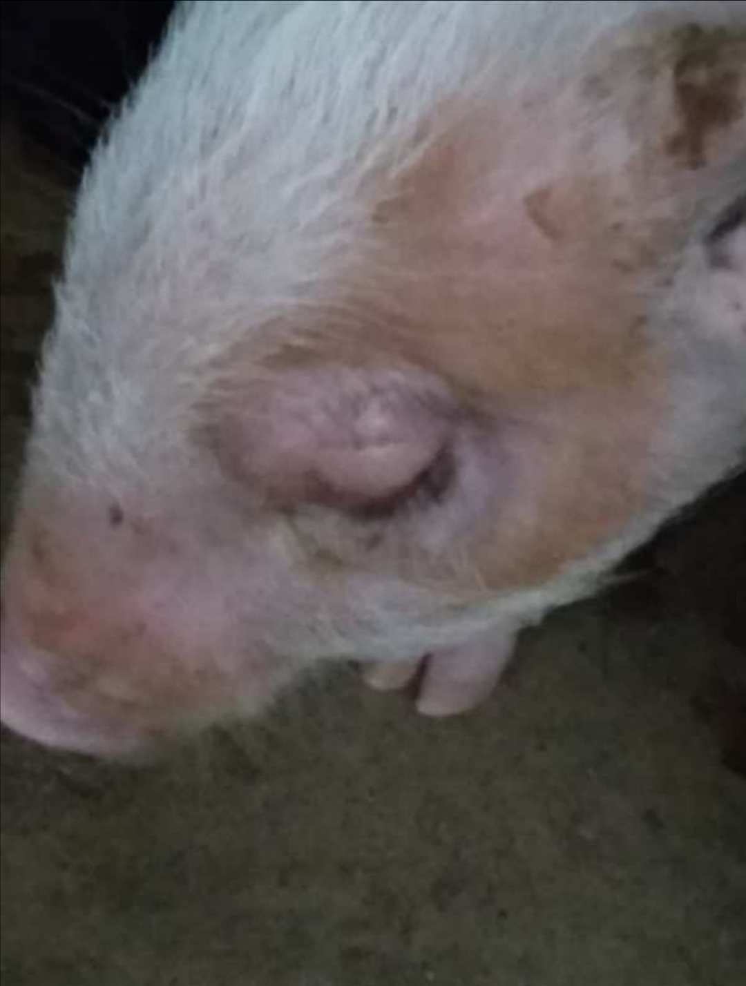 新生仔猪补硒(仔猪补硒用什么药)-硒宝网