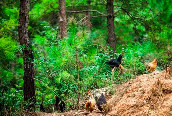 怎么补黄硒素(黄硒素可以随便吃吗)-硒宝网