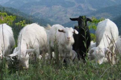 羊补硒的用量(大羊补硒一次补多少)-硒宝网