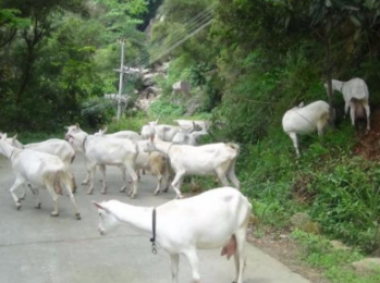 羊补硒的用量(大羊补硒一次补多少)-硒宝网