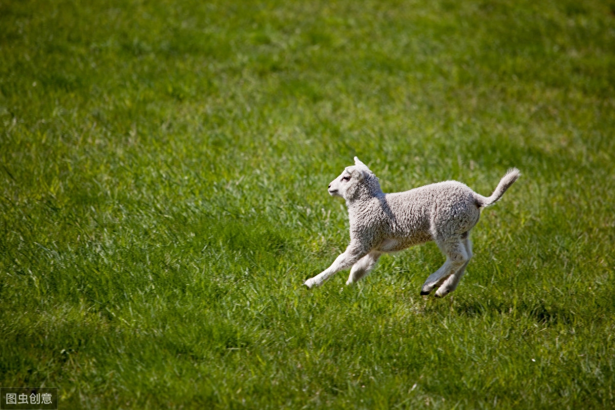 羊补硒的用量(羔羊补硒的用量)-硒宝网