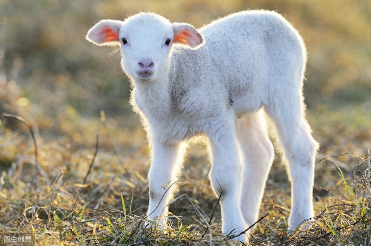 羊补硒的用量(羔羊补硒的用量)-硒宝网