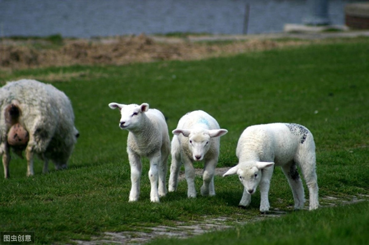 羊补硒的用量(羔羊补硒的用量)-硒宝网