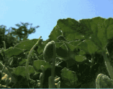 甜菜根补硒嘛(甜菜根提取物是什么)-硒宝网