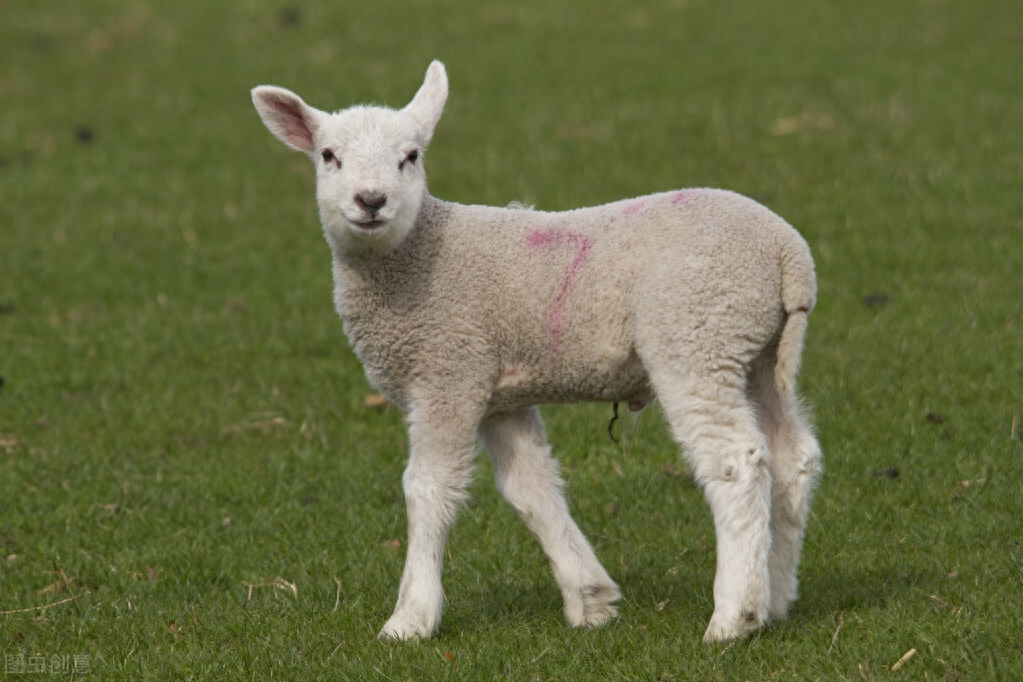 羊补硒的用量(羊补硒的用量)-硒宝网