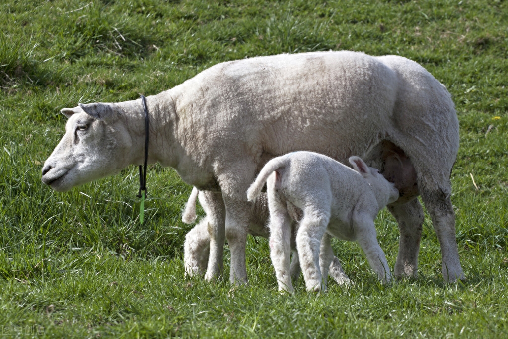 羊补硒的用量(羊补硒的用量)-硒宝网
