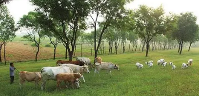 大羊何时补硒(大羊何时补硒)-硒宝网