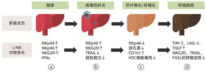 补硒对冠心?。ü谛牟〔刮筒徊沟那穑?硒宝网