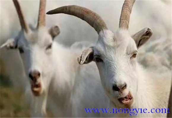 大羊何时补硒（给羊补硒用什么药）-硒宝网