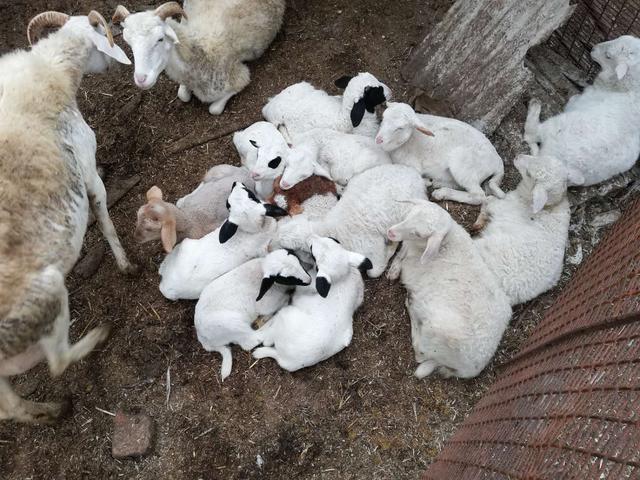 大羊何时补硒（给羊补硒用什么药）-硒宝网