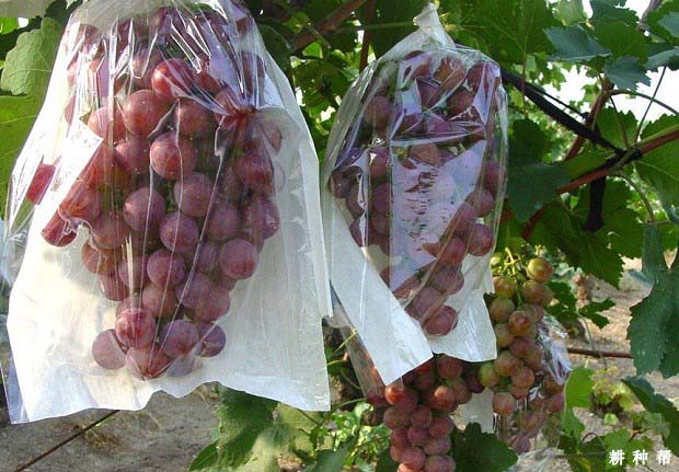 葡萄要补硒吗（硒片和葡萄籽）-硒宝网