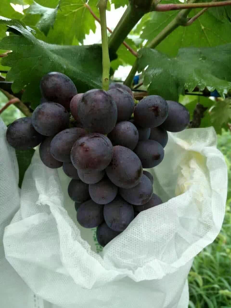 葡萄要补硒吗（硒片和葡萄籽）-硒宝网