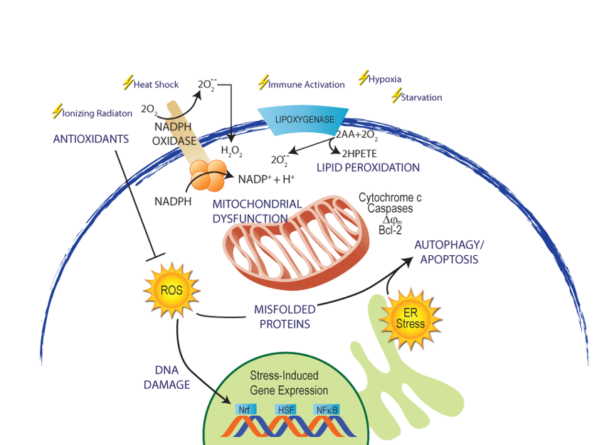 补硒能杀菌吗（补硒能杀菌吗）-硒宝网