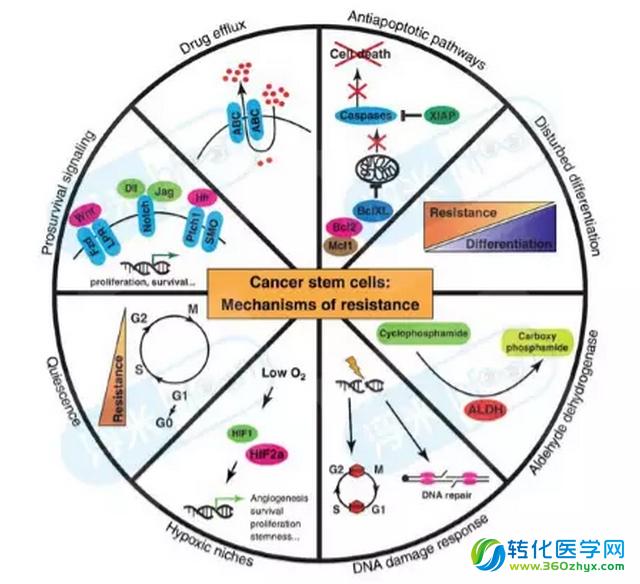 补硒能杀菌吗（补硒能杀菌吗）-硒宝网