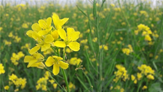 补硒治脚痛吗(补硒的药有副作用吗)-硒宝网