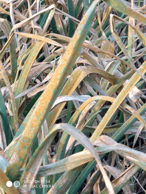 大葱能补硒吗（大葱硒含量）-硒宝网