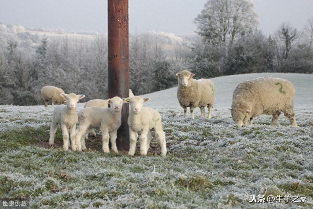 圈养母羊补硒（给羊补硒用什么药）-硒宝网
