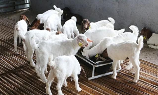 圈养母羊补硒(母羊补硒方法)-硒宝网