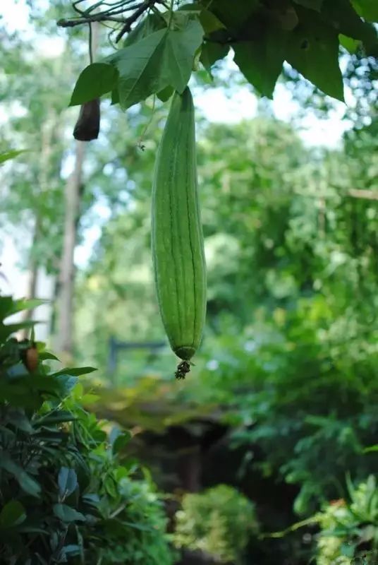 哪些是补硒药(药品补硒)-硒宝网