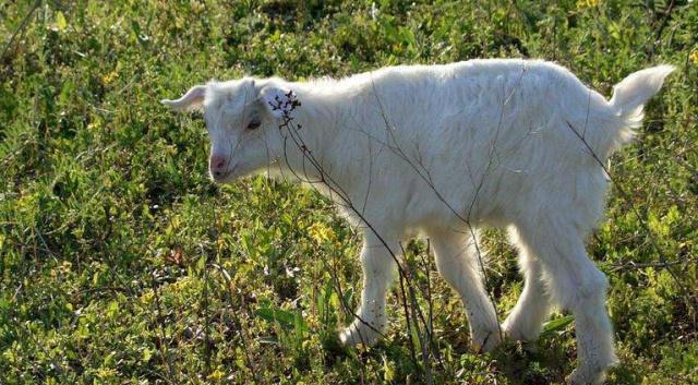 羊缺硒补多久（羊缺硒是什么症状图片）-硒宝网