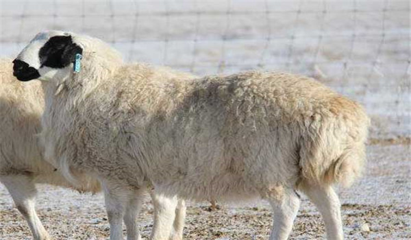 羊缺硒补多久（羊缺硒是什么症状图片）-硒宝网