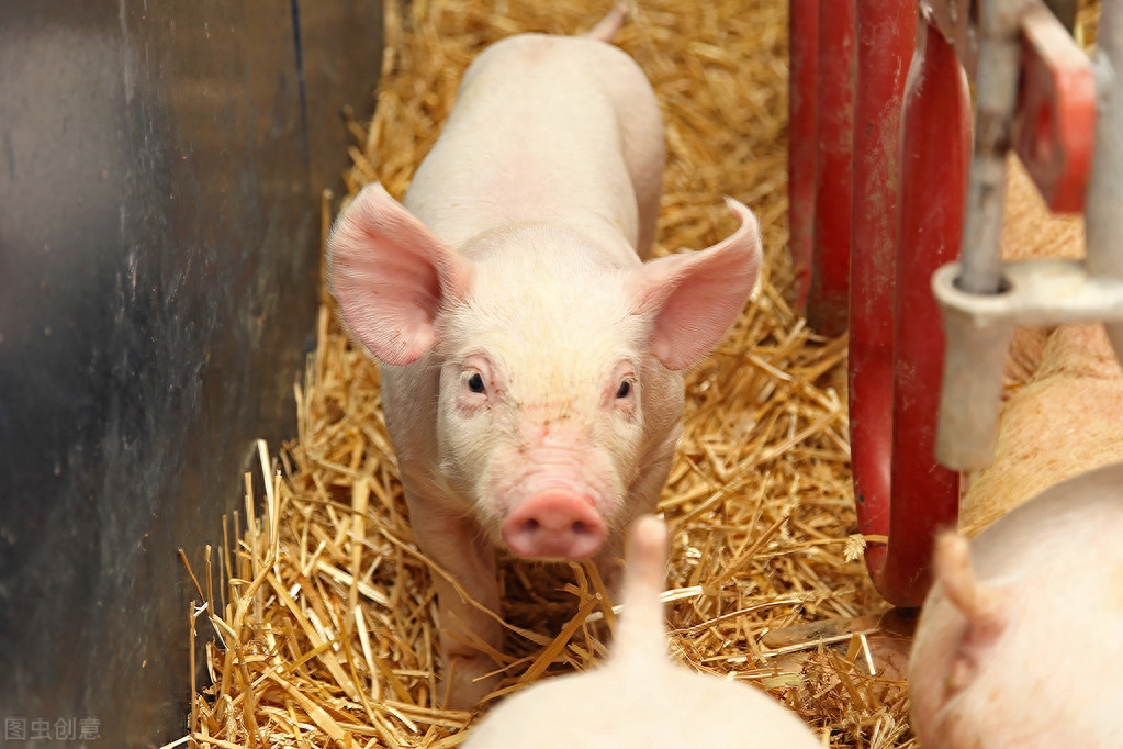 仔猪为什补硒（仔猪补硒的作用）-硒宝网