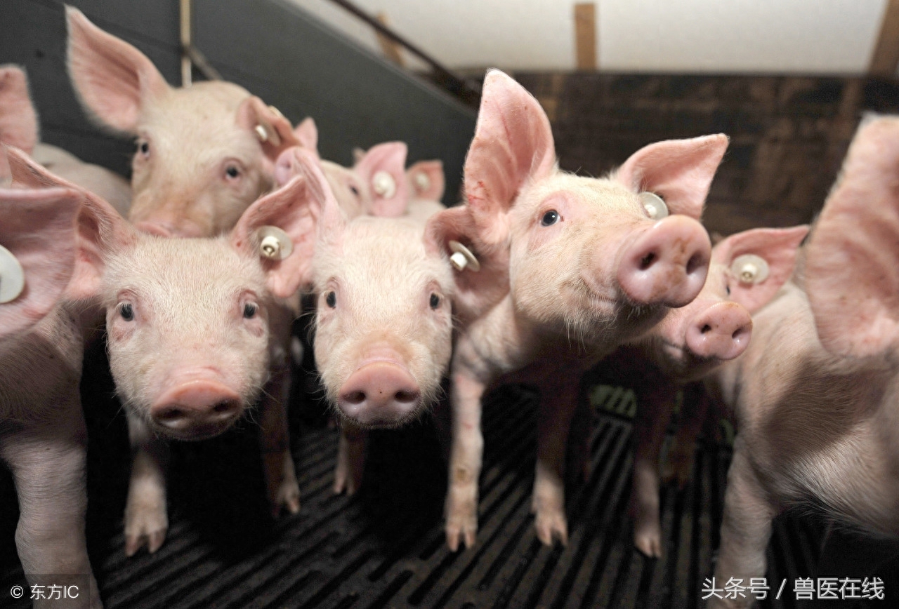 仔猪为什补硒(仔猪补硒八天可以吗)-硒宝网