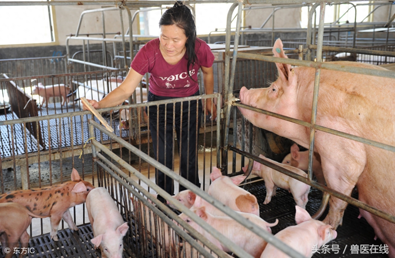 仔猪为什补硒(仔猪补硒八天可以吗)-硒宝网