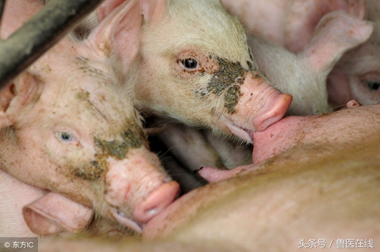 仔猪为什补硒(仔猪补硒八天可以吗)-硒宝网